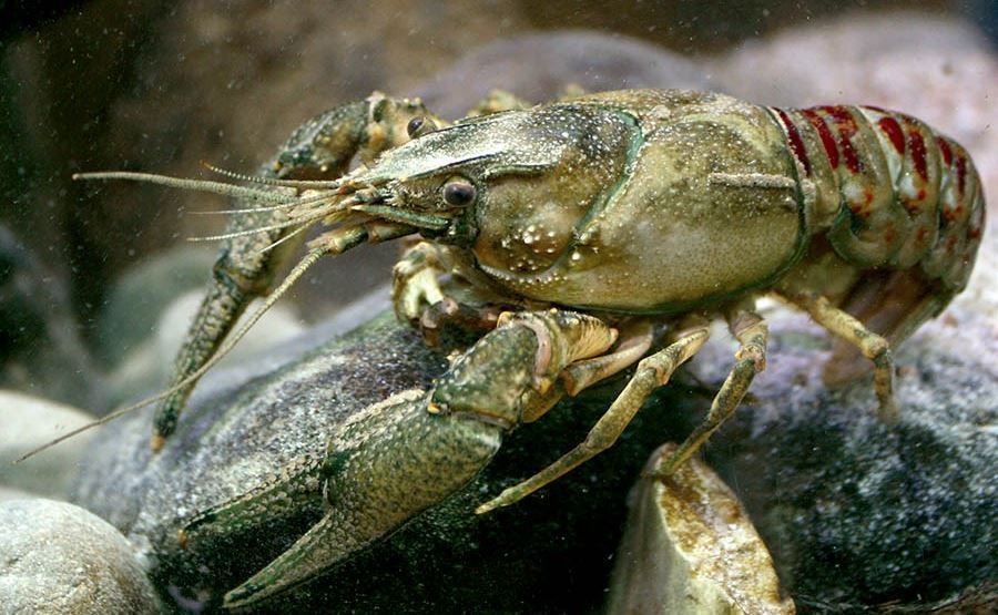 Lagostins expostos a antidepressivos se arriscam mais na natureza. Acima: espécime de Faxonius limosus