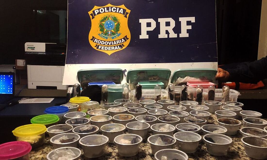 A prisão ocorreu na BR-116, altura do município de Seropédica, no estado do Rio de Janeiro