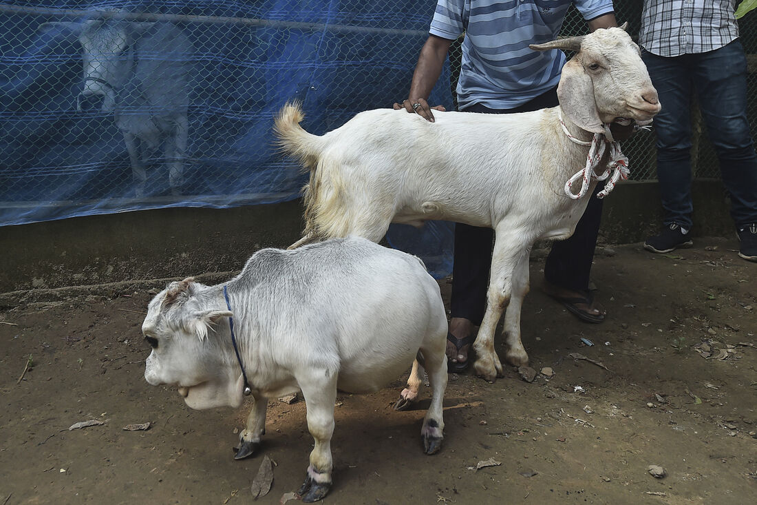 Milhares de pessoas se reúnem para ver uma vaca anã em Bangladesh ...