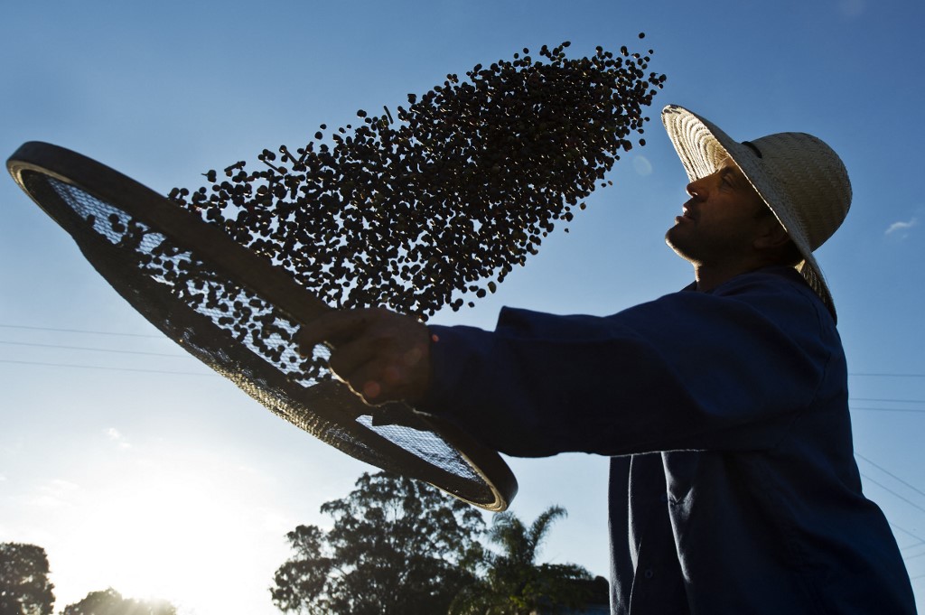 Trabalhador seca grãos de café orgânico produzidos na Fazenda Ambiental Fortaleza