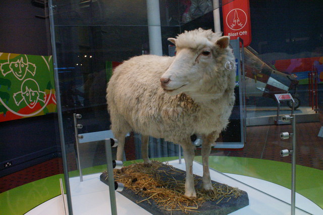 Ovelha Dolly no Museu Nacional da Escócia, em Edimburgo