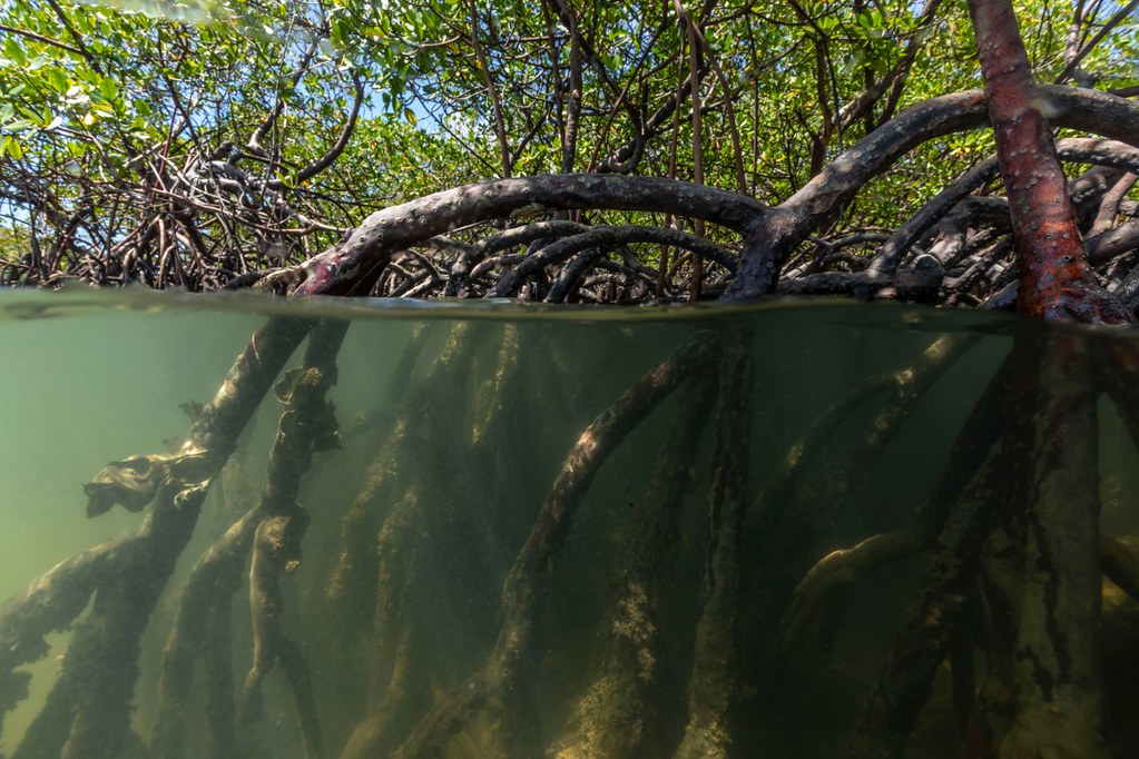 Manguezal no estuário do Rio Formoso