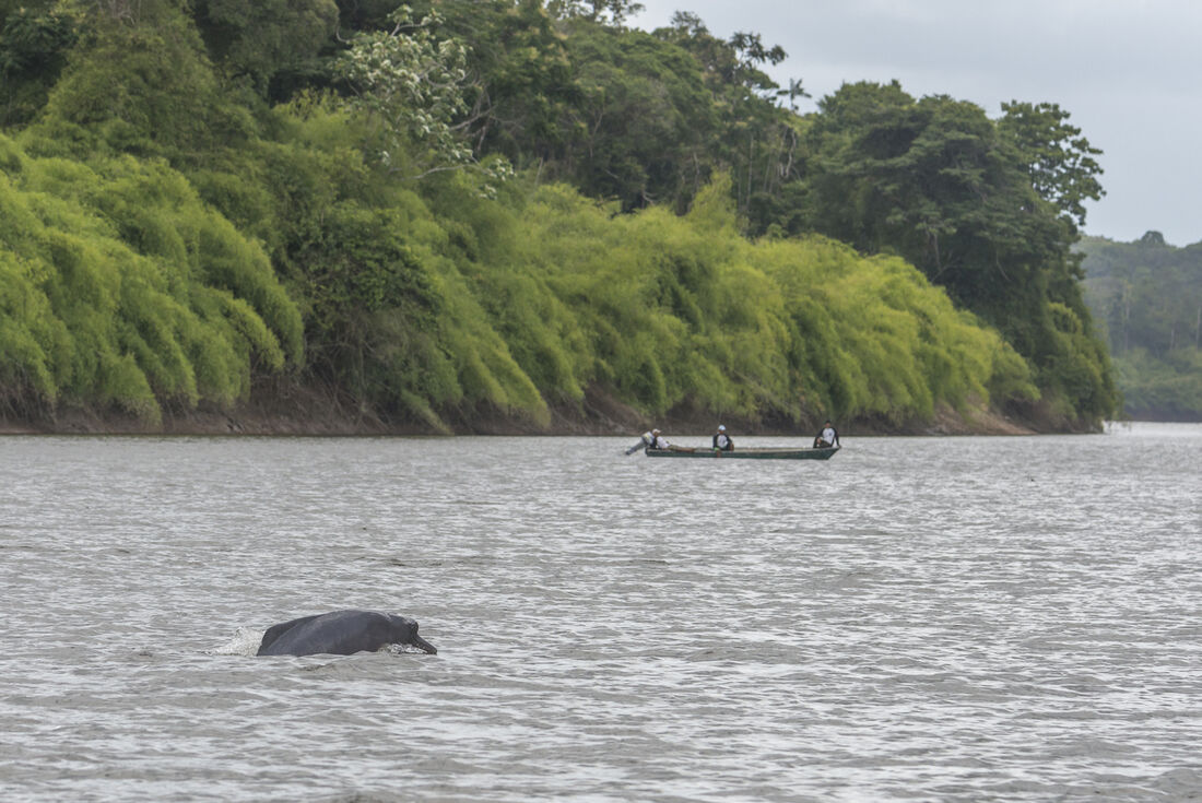 Boto no Amapá