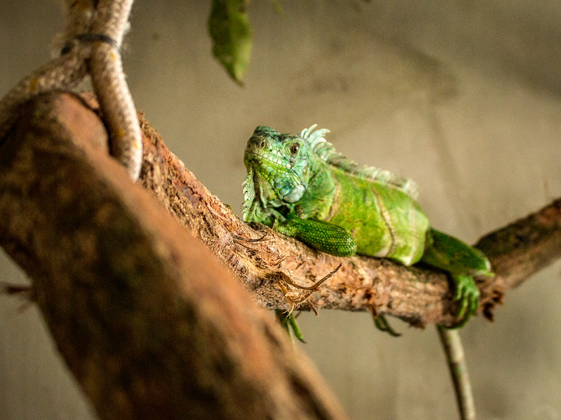 Iguana recém-chegada ao Zoológico de Dois Irmãos, no Recife