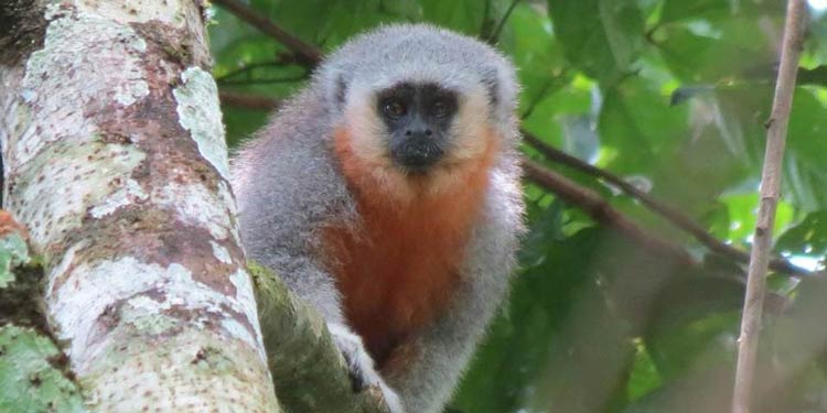 O sagui-de-schneider (Mico schneideri), com pelagem prateada na frente e tons de laranja e chumbo, se diferencia dos vários outros membros do gênero mico