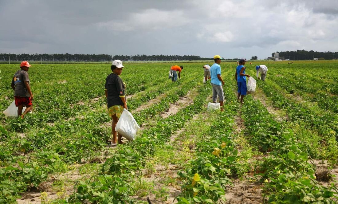 Apesar de todas as intempéries, Pernambuco ainda conquistou o segundo lugar no Nordeste na produção de feijão