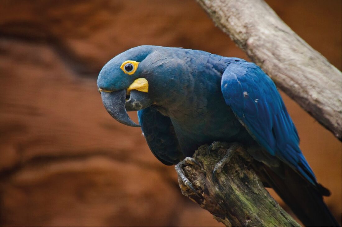 Arara-azul-de-lear