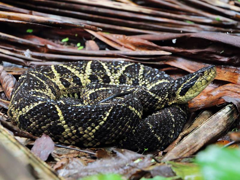 Pesquisadores estudaram proteínas do veneno da cobra Jararacuçu