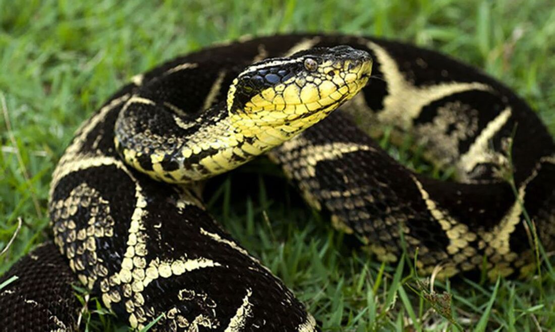 Cobra Jararacuçu pode impedir o avanço da Covid-19