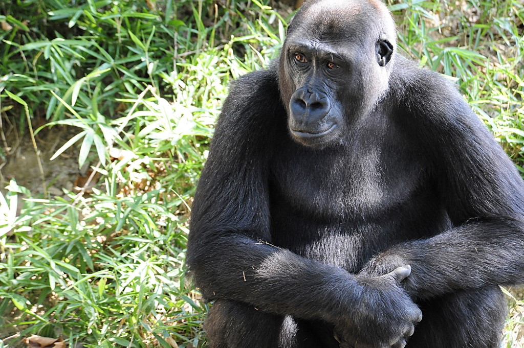 Vários gorilas do zoológico de Atlanta, no estado da Geórgia, no sul dos Estados Unidos, testaram positivo para Covid-19 