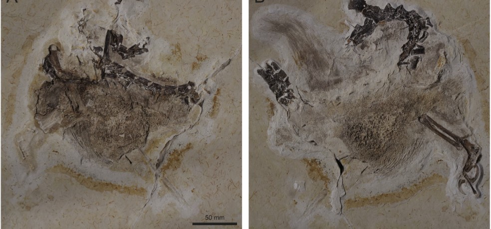 Museu da Alemanha se recusa a devolver fóssil de dinossauro tirado irregularmente do Brasil