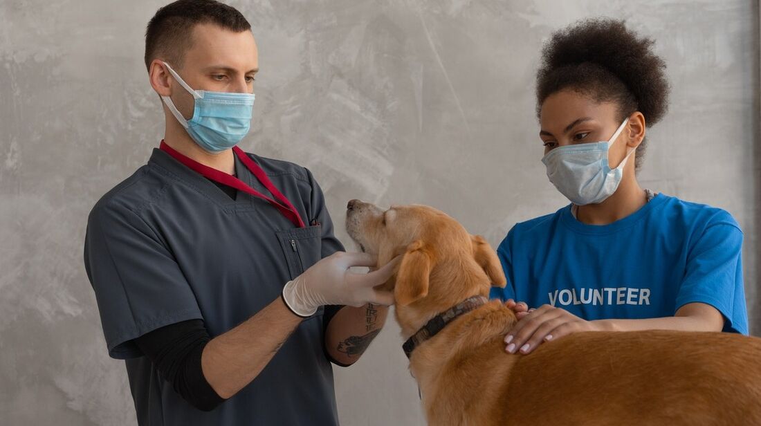 A infecção foi confirmada após testes realizados no laboratório da Agência de Saúde Vegetal e Animal (Foto ilustrativa)