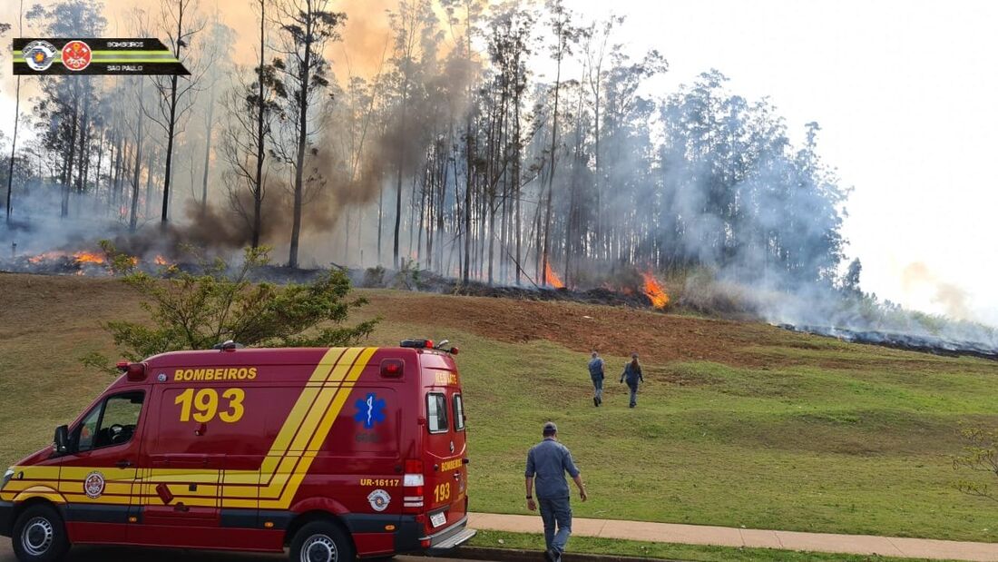 Aeronave caiu em área de mata em SP