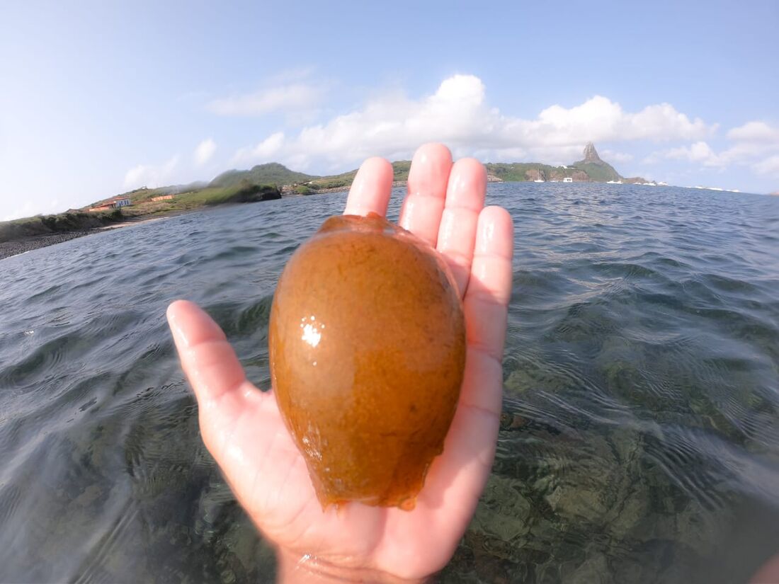 Ovo foi encontrado pelo pescador quando ele foi trabalhar