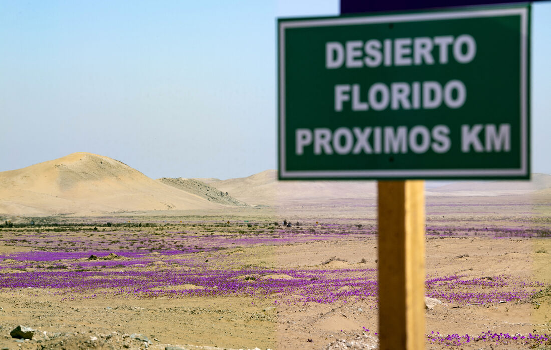 Deserto florido do Atacama, no Chile  