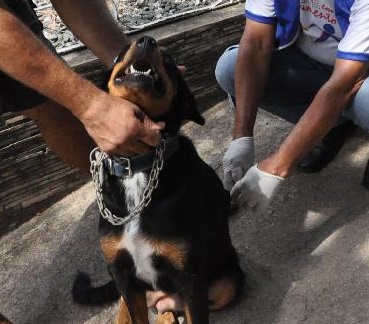 Vacinação de cães e gatos