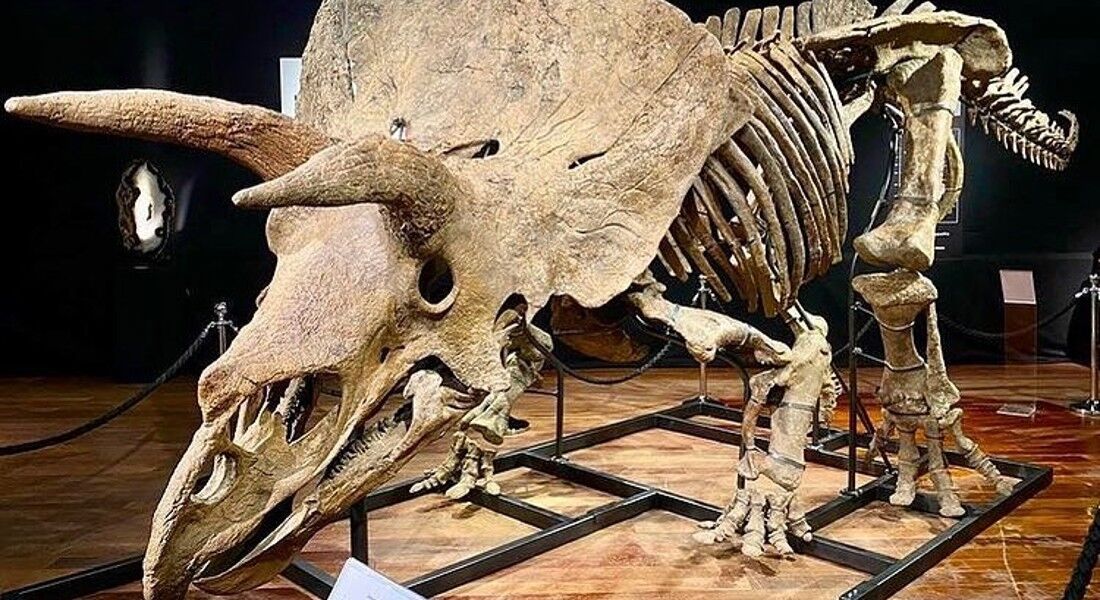 No total, 13 pessoas deram lances por "Big John"