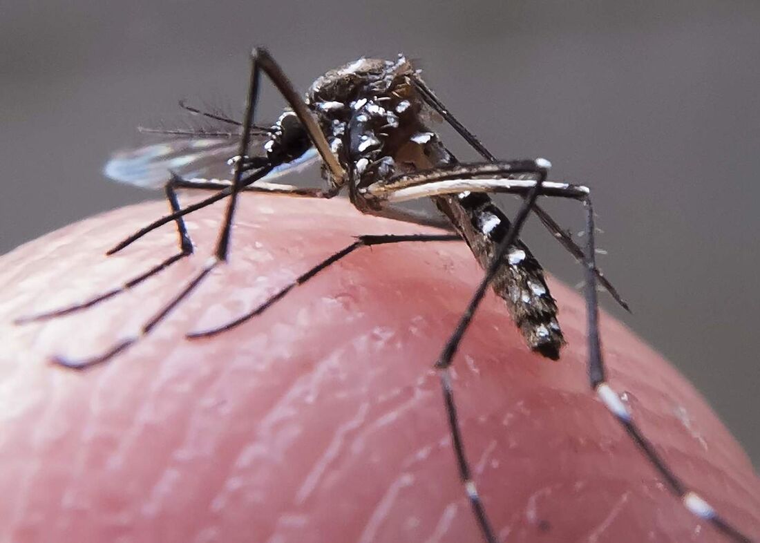 Mosquito é transmissor da doença 