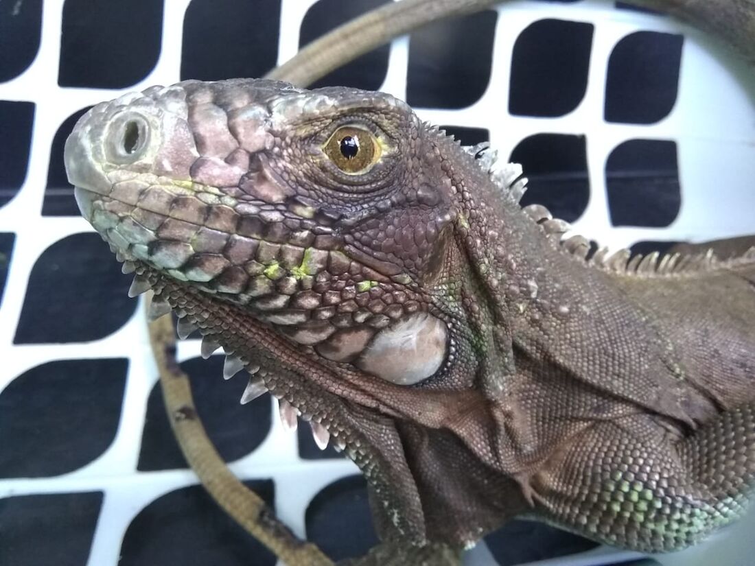 Iguana foi encontrada no bairro do Varadouro