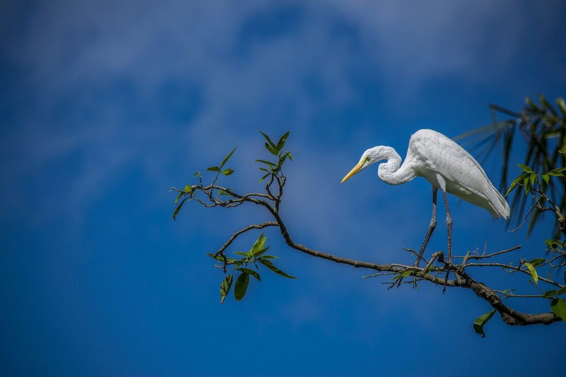 As condições mais quentes e secas das últimas quatro décadas estão diminuindo o tamanho do corpo das aves da floresta tropical