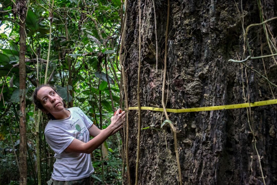 Erika Berenguer, ecologista com especialização em Amazônia pelas universidades de Oxford e Lancaster