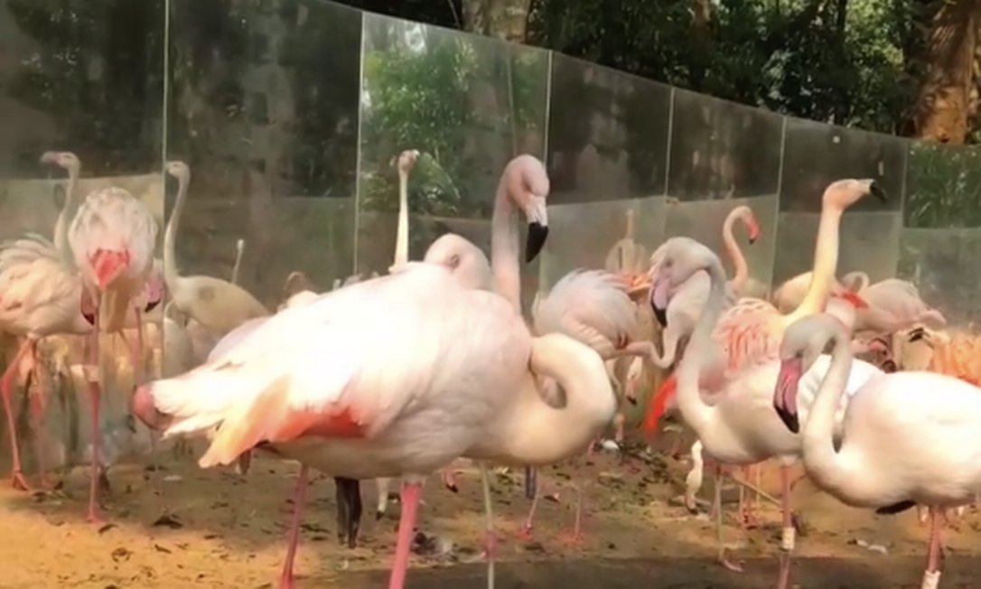 A colônia de flamingos era mantida no local desde 1995, quando ainda eram apenas 16 aves