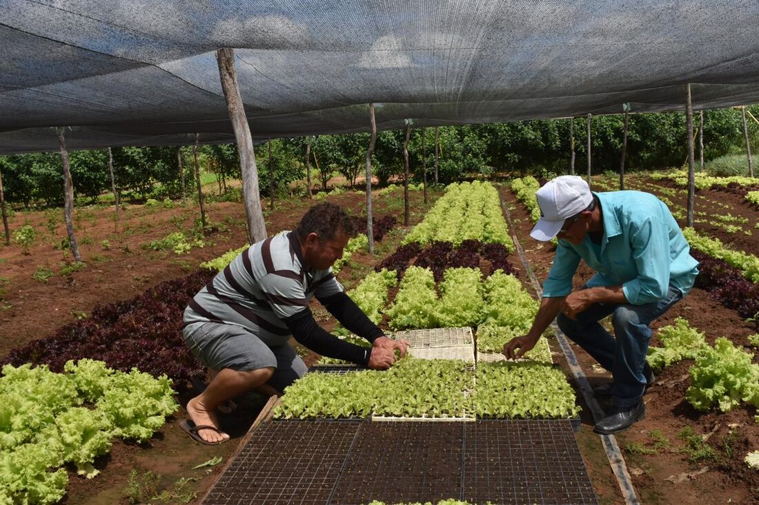 Secretaria de Agricultura dá dicas de como evitar a presença de