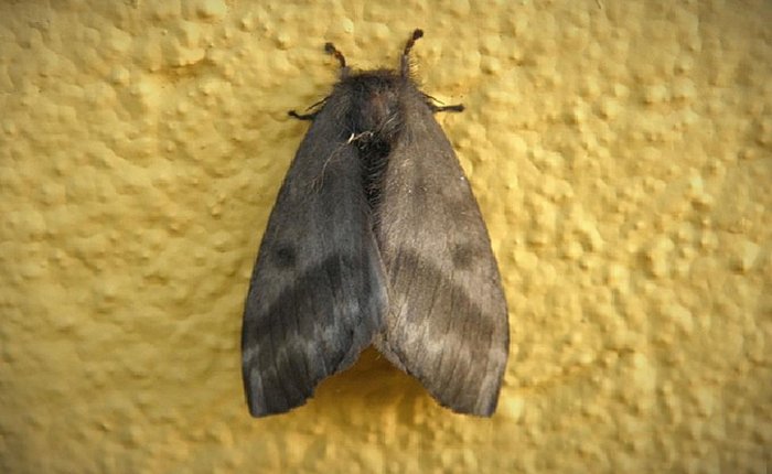 Mariposa do tipo Hylesia