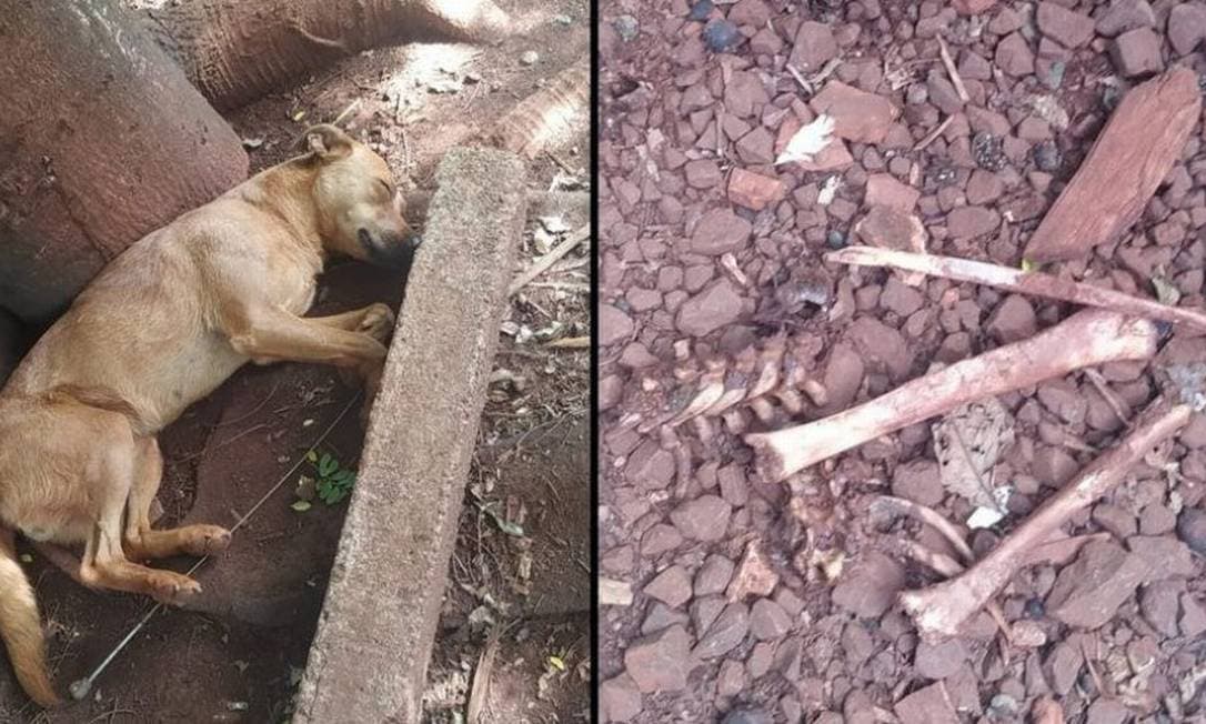 os proprietários do cachorro ficaram assustados com o fato e acionaram as autoridades, que realizaram buscas pela região e encontraram outras partes da ossada
