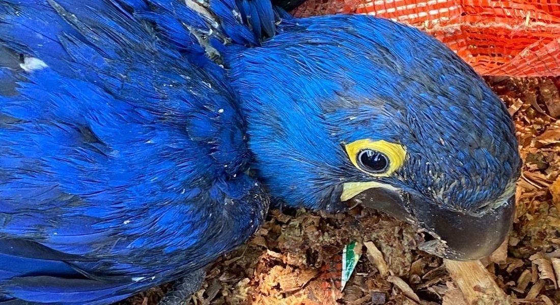 Arara azul apreendida em operação policial na Bahia