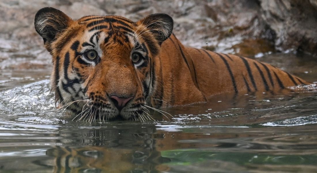 A Índia abriga cerca de 75% da população mundial de tigres