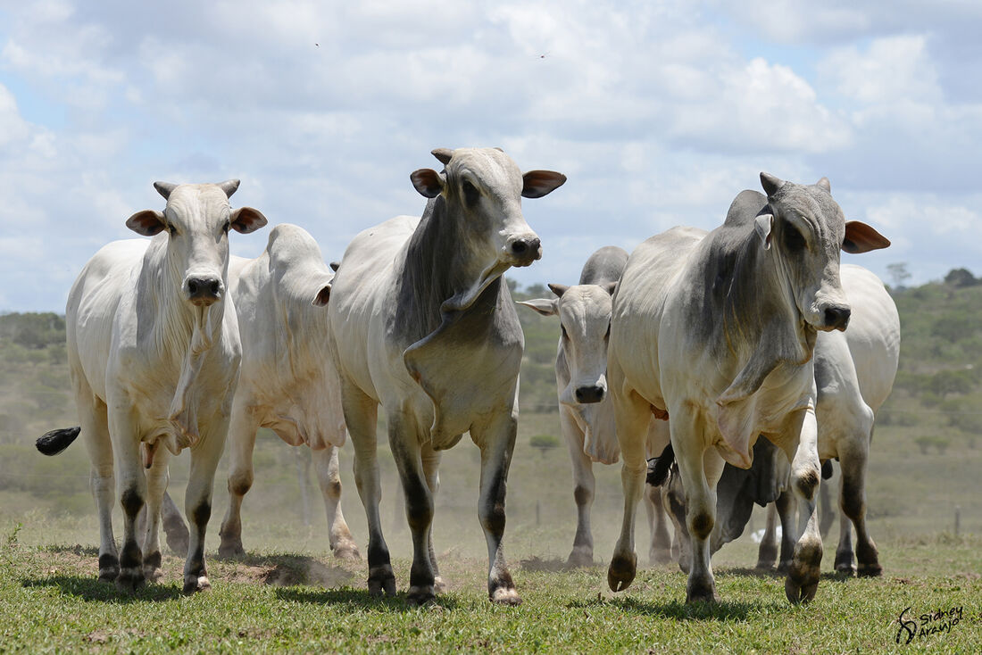 Gado Nelore na Fazenda Coqueiral, em Sairé