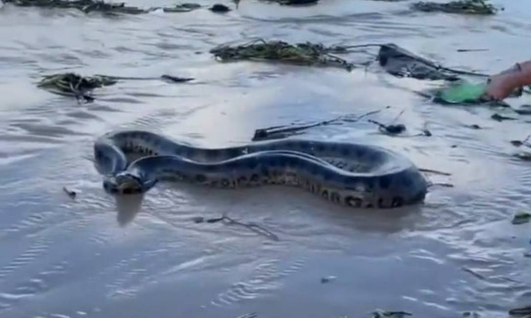 A cobra foi resgatada por funcionários da Prefeitura, após serem acionados por moradores