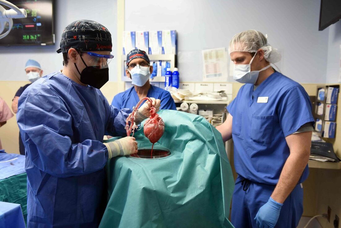 Esta foto divulgada pela Faculdade de Medicina da Universidade de Maryland em 10 de janeiro de 2022 mostra cirurgiões