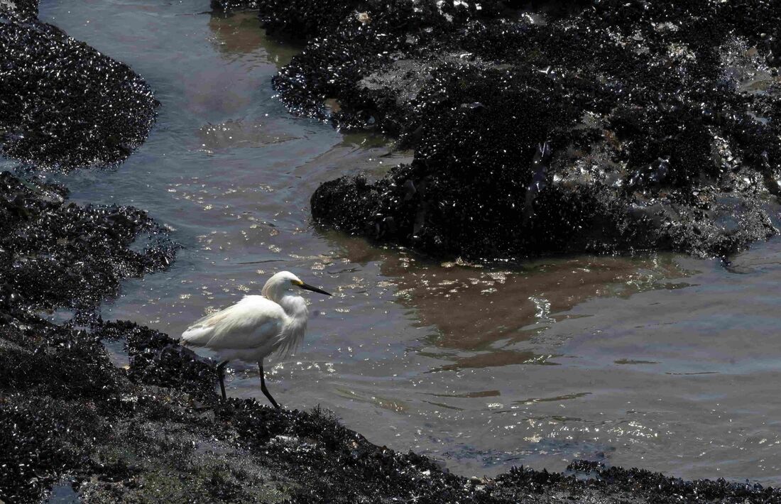 Uma garça é fotografada em rochas cobertas de mexilhões e óleo, uma praia na província peruana de Callao em 17 de janeiro de 2022, após um derramamento ocorrido do navio-tanque de bandeira italiana 