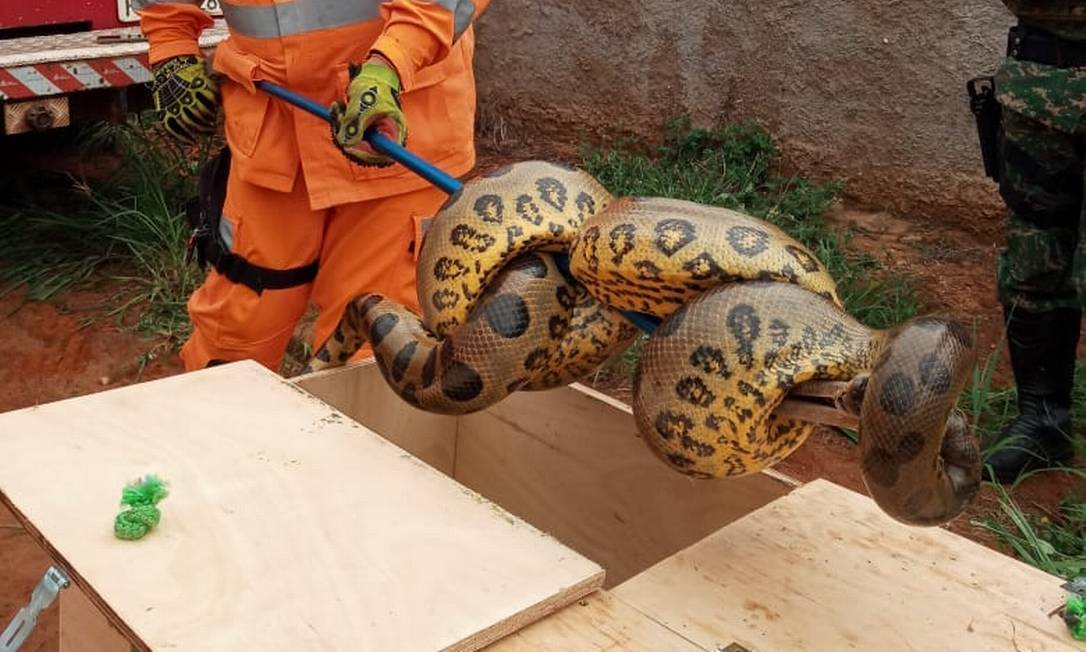 Cobra foi capturada pelos bombeiros e devolvida a seu habitat natural