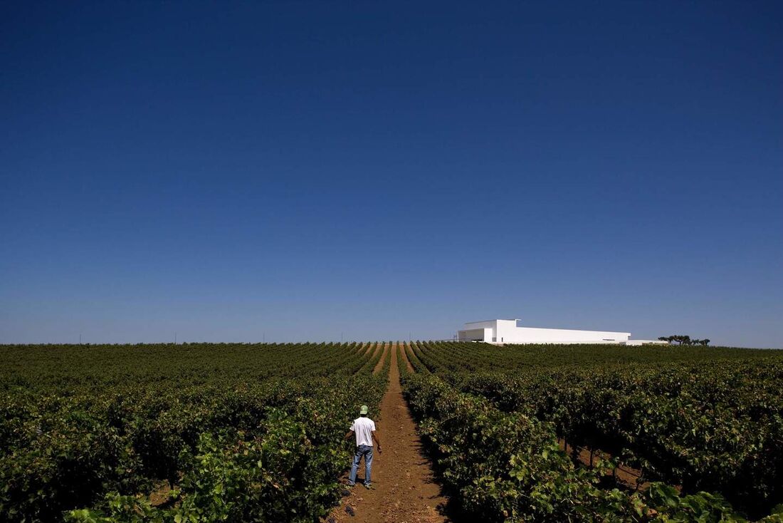 Alentejo é uma das mias famosas regiões vinícolas de Portugal