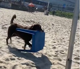 Cachorro "Som" com mesa em Ipanema