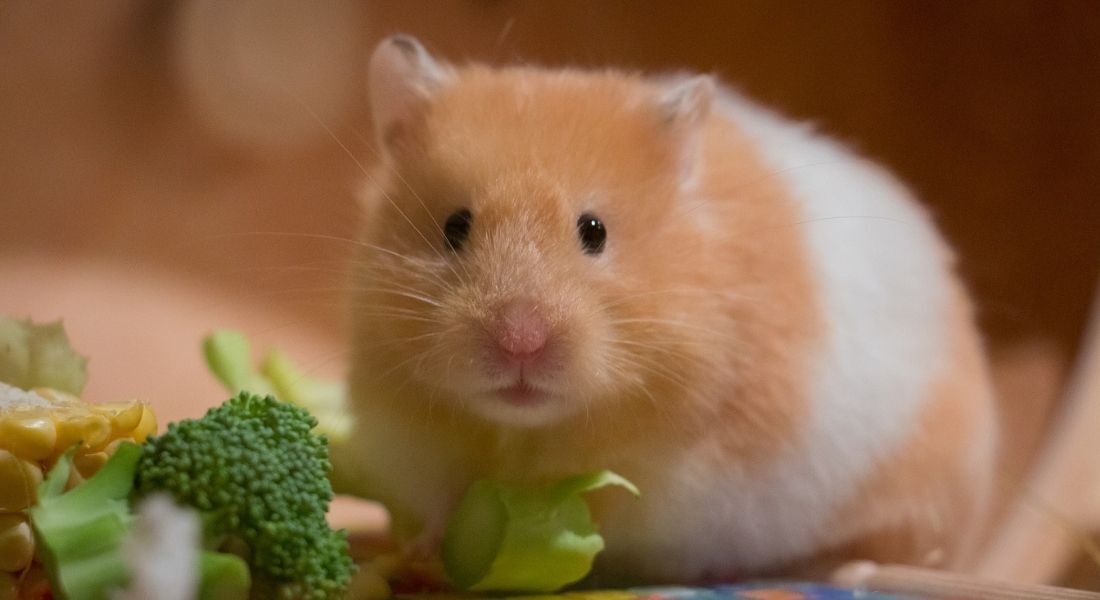Hamster