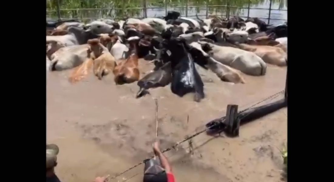 Animais alagados em assentamentos próximos ao rio Tocantins