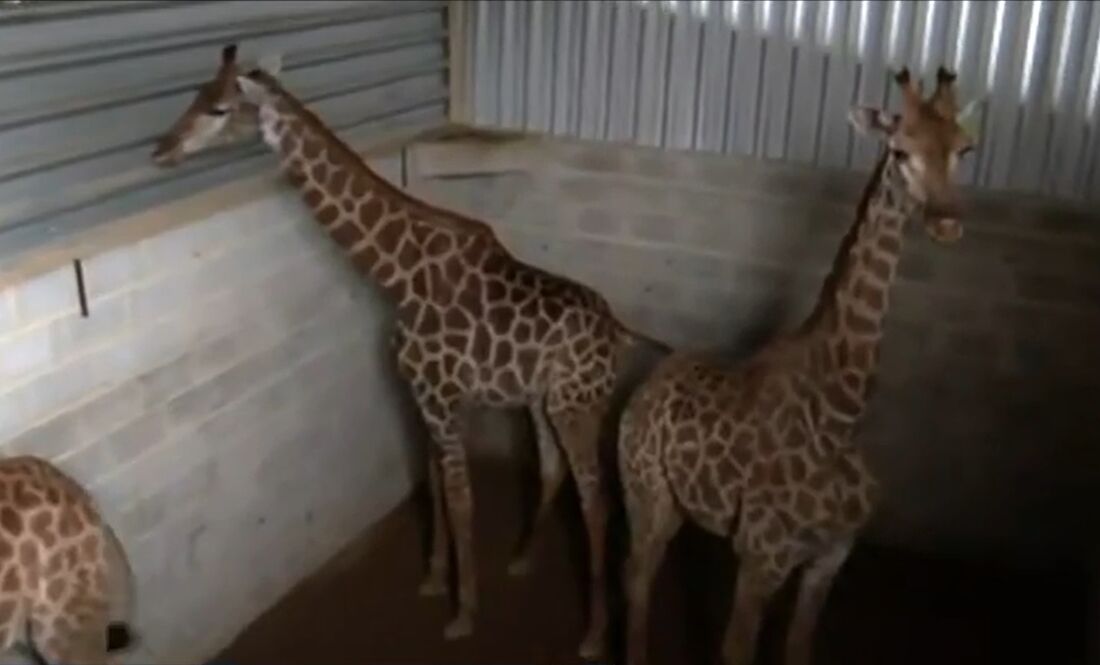 Girafas 