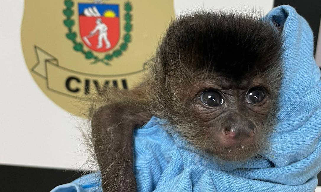 O filhote de macaco-prego apreendido pela Polícia Civil, no Paraná 