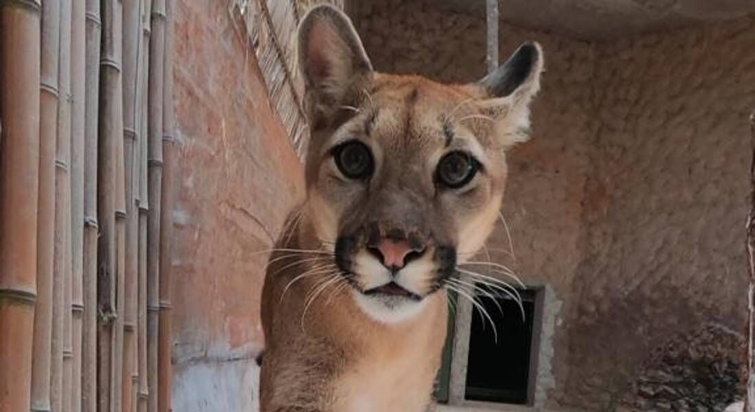 A onça Loki conseguiu escapar no Zoológico de Brasília