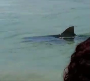 Tubarão em praia de Saquarema