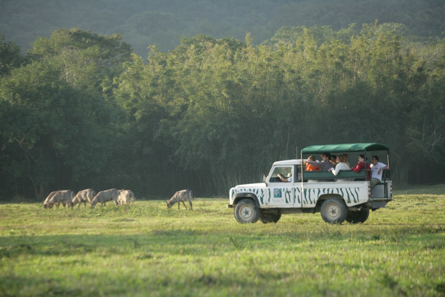 Safari no resort