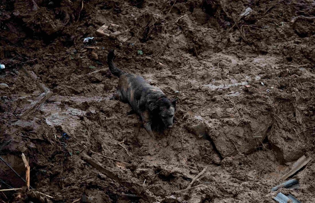 Um cachorro fica preso na lama após um deslizamento de terra em Petrópolis, Brasil, em 16 de fevereiro de 2022