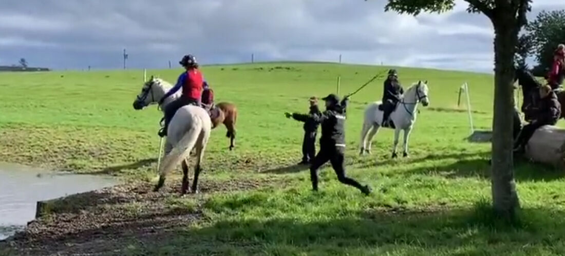 Cavalo se enforca com corda e é resgatado por moradores em SP