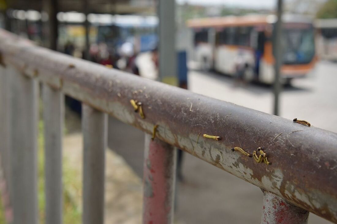 Lagartas têm aparecido com frequência no Terminal da Macaxeira