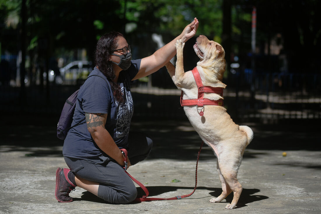 Top 10 de Alternativas de Animais de Estimação Virtuais