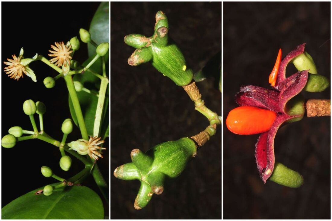 Tovomita cornuta: flores, frutos verdes e frutos maduros, mostrando as sementes envoltas em arilo laranja